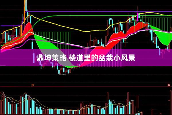 鼎坤策略 楼道里的盆栽小风景